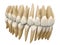 Human teeth. Anatomy correct occluded dental arch. 3D illustration of the human dental arcade. Correct human teeth occluded. Anato