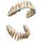 Human teeth. Anatomy correct open dental arch. 3D illustration of the human  open dental arcade. Correct human teeth. Anatomical r