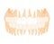 Human Teeth Denture Set Closeup front view. Human jaws model with molar, premolar, canine, incisor. Set of realistic