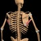 Human teres major muscles on skeleton