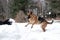 Human throws snow and happy dog on walk in frosty forest. Active games with dog in fresh air. German Shepherd black and red in