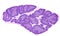 Human thymus. Cortex and medulla