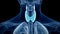 The human thyroid