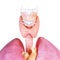 The human thyroid gland and larynx