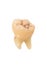 Human tooth