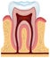 Human tooth