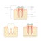 Human tooth anatomy