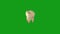 Human tooth with green screen background