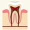 Human tooth and gum anatomy