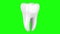 Human tooth loop rotate on green chromakey background