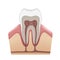 Human tooth structure