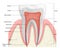 Human tooth structure vector diagram. The anatomy of the tooth. Cross section scheme representing tooth layers enamel, dentine,