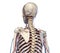 Human torso anatomy. Skeleton with veins and arteries. Back perspective view