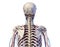 Human torso anatomy. Skeleton with veins and arteries. Back view