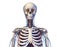 Human torso anatomy. Skeleton with veins and arteries. Front view