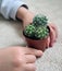 A human touches prickly cactus plant, cactus plant and prevent radiation, cactus plant and radio