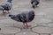 The human training pigeons to send messages in the distance.