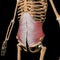 Human transverse abdominal muscles on skeleton