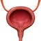 Human Urinary Bladder