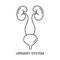 The human urinary system is an icon of a line in a vector, an anatomical illustration of an internal organ.