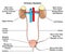 Human urinary system infographic diagram