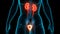 Human urinary System Kidneys with Bladder Anatomy Animation Concept