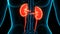 Human urinary System Kidneys with Bladder Anatomy Animation Concept