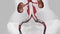 Human urinary system kidneys with bladder anatomy animation. Healthcare and medical science concept