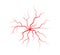 Human veins and arteries. Red branching spider-shaped blood vessels and capillaries. Vector illustration isolated on