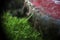 Human Versus Nature Bottle Cap Moss Abstract Background
