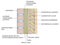 Human vertebral column with description