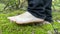 Human is walking barefoot through the forest. Feet are stepping on soft moss