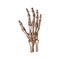 Human wrist skeleton isolated carpal bones, hand