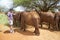 Humane society Chief Executive Officer, Wayne Pacelle, petting adopted Baby African Elephants at the David Sheldrick Wildlife