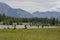 Humans and wild life panorama. Elks and people resting by the river on the grass with a background - Banff, Alberta, Canada