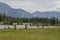 Humans and wild life panorama. Elks and people resting by the river on the grass with a background - Banff, Alberta, Canada