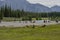 Humans and wild life panorama. Elks and people resting by the river on the grass with a background - Banff, Alberta, Canada