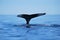 Humback whale