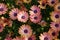 Humble daisy flowers create a powerful, colorful pattern