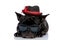 Humble French bulldog with hat and sunglasses laying down