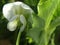 The humble Garden Pea plant and flower growing where it wasn`t planted