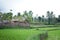 Humble Houses Among The Paddy Fields