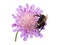 Humblebee on a pincushion flower