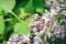 Humblefly with long proboscis collecting nectar on blooming lilac