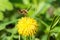 Humblefly with long proboscis collecting nectar on dandelion