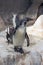 Humbold penguin or Spheniscus humboldti
