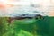 Humboldt African penguin swims in water behind a glass