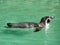 Humboldt Penguin