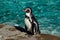 Humboldt Penguin