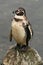 Humboldt penguin